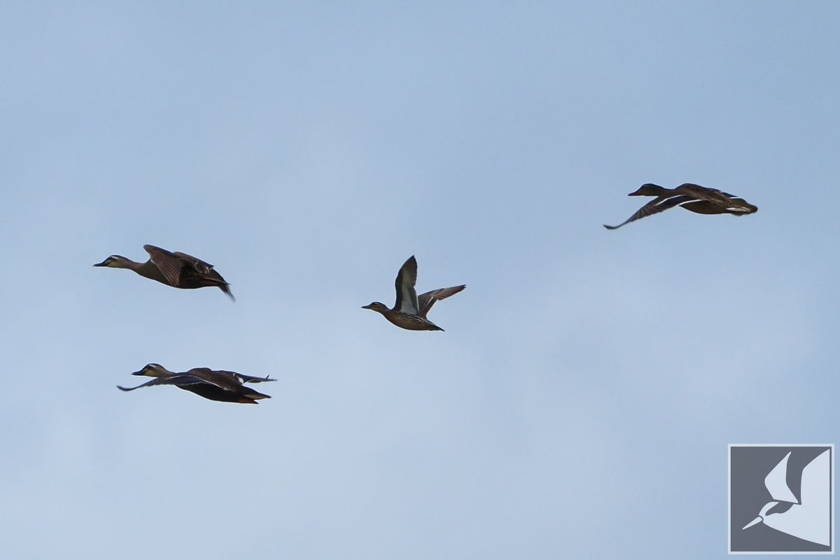 f:id:Okiyasu:20210518160011j:plain