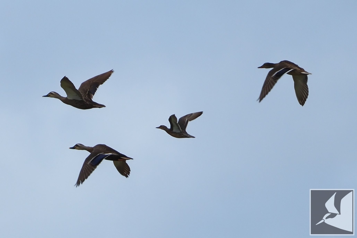 f:id:Okiyasu:20210518160016j:plain