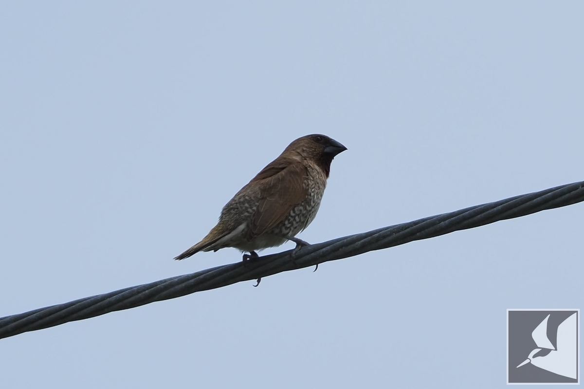 f:id:Okiyasu:20210518160133j:plain