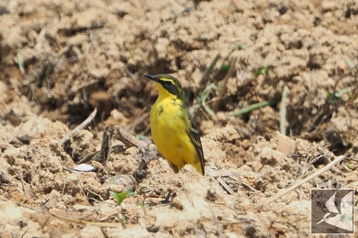 f:id:Okiyasu:20210518160415j:plain