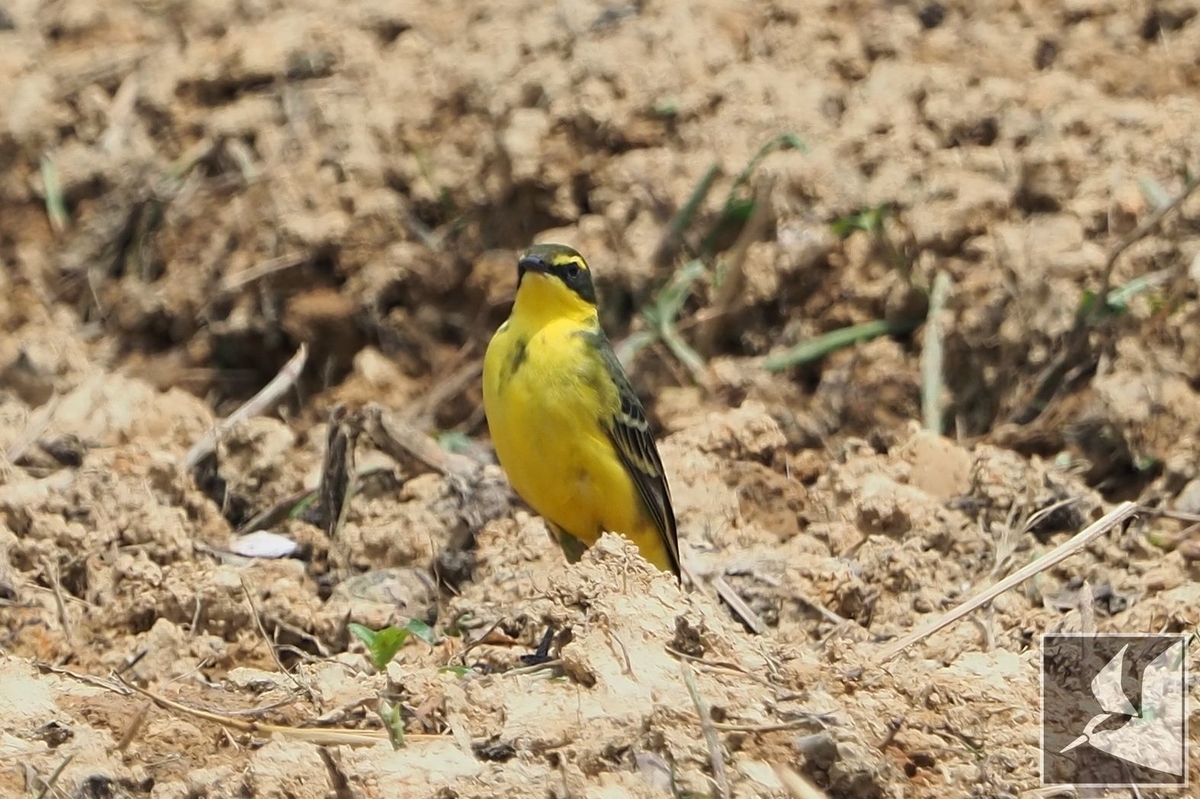 f:id:Okiyasu:20210518160418j:plain