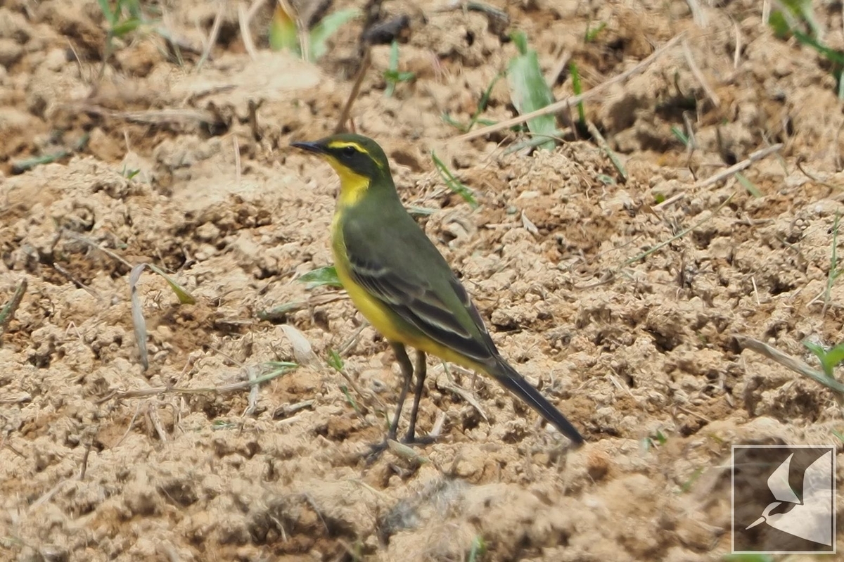 f:id:Okiyasu:20210518160423j:plain