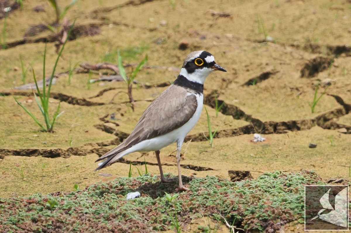 f:id:Okiyasu:20210518160549j:plain