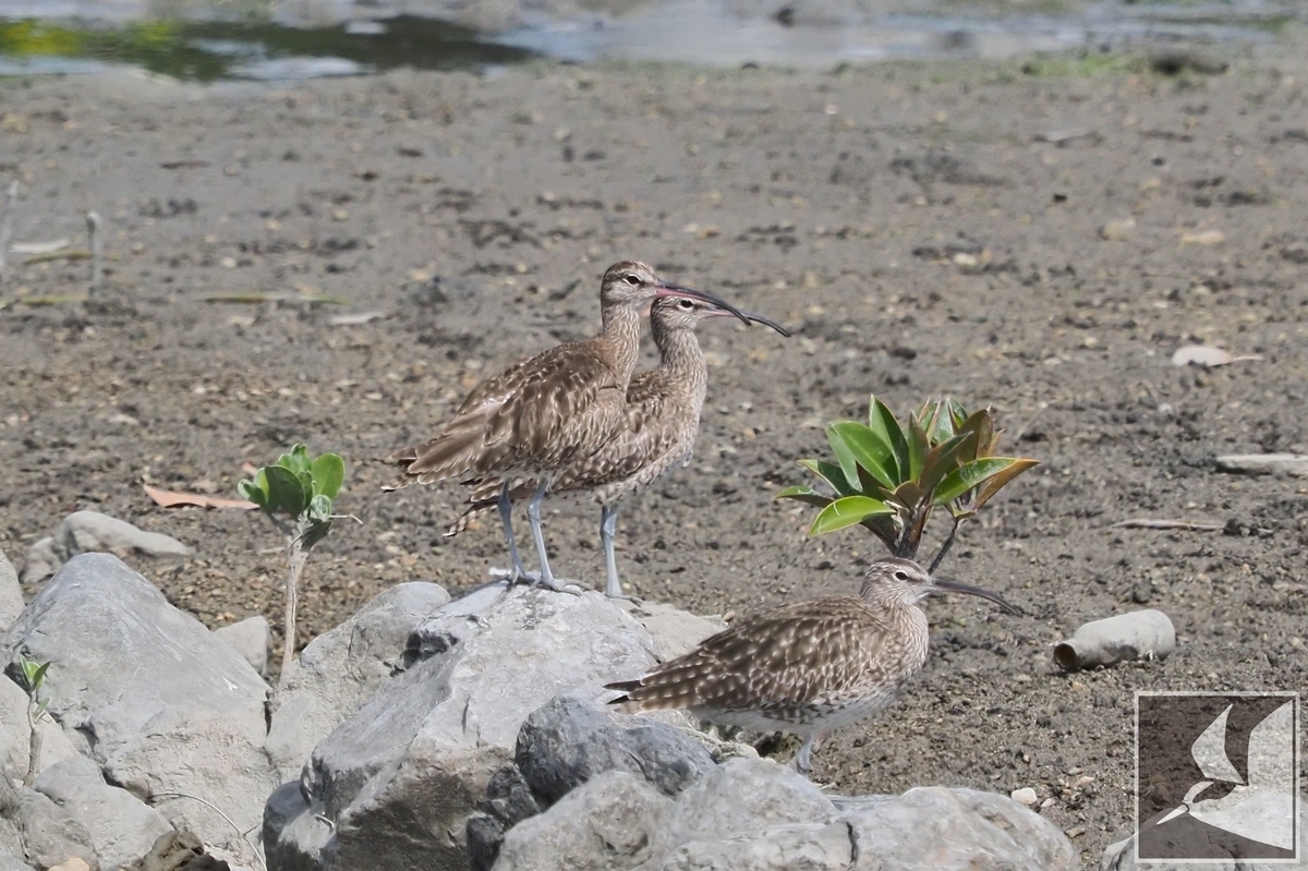 f:id:Okiyasu:20210518161047j:plain