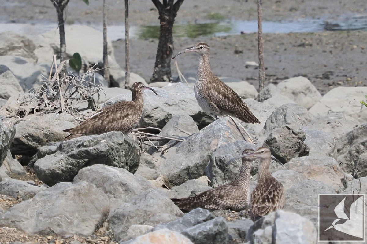 f:id:Okiyasu:20210518161052j:plain