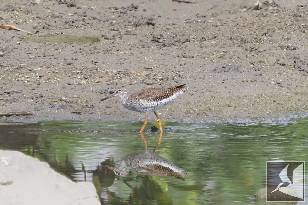 f:id:Okiyasu:20210518161255j:plain