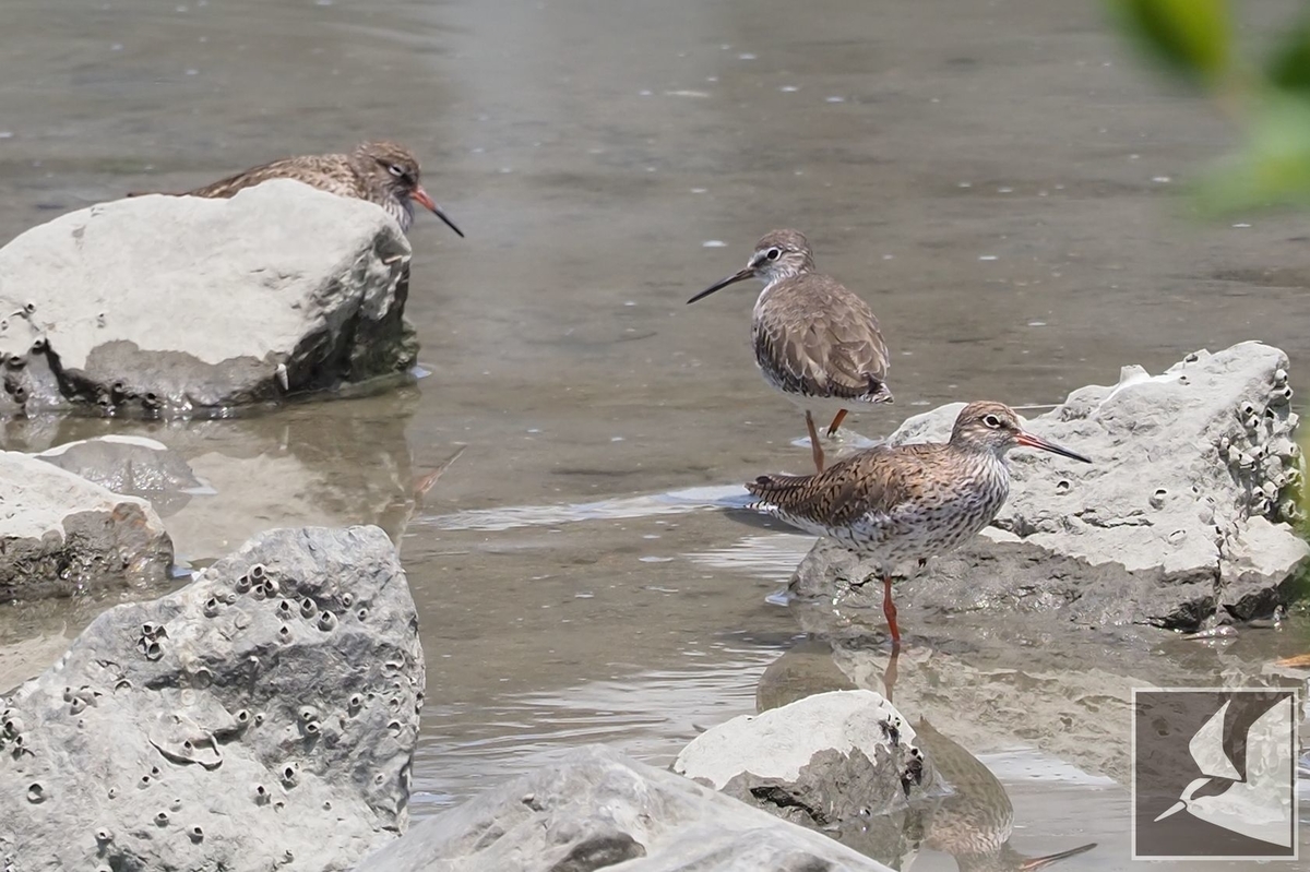 f:id:Okiyasu:20210518161614j:plain