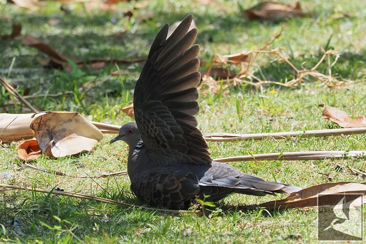 f:id:Okiyasu:20210518162152j:plain