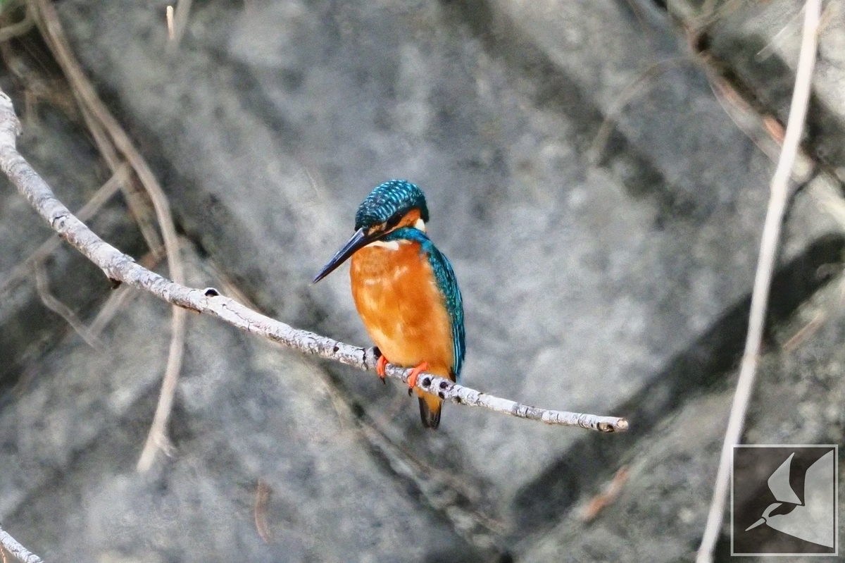 f:id:Okiyasu:20210603052425j:plain