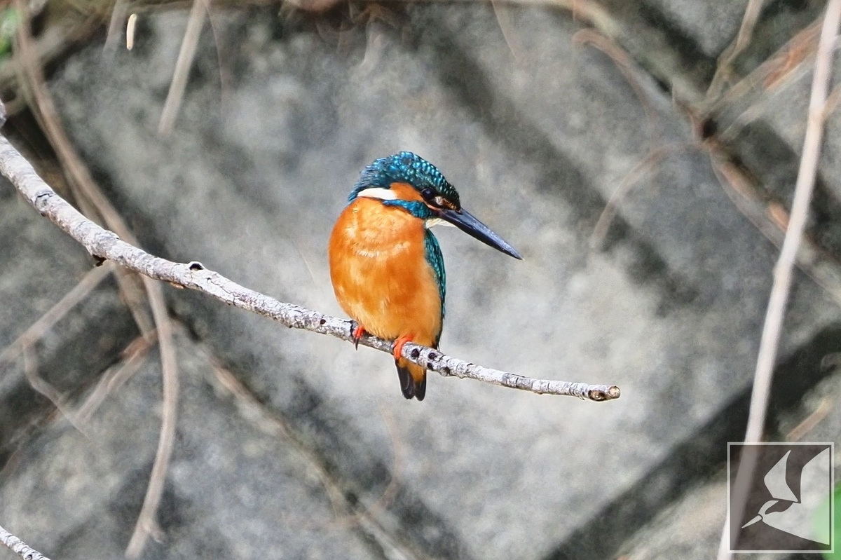 f:id:Okiyasu:20210603052429j:plain