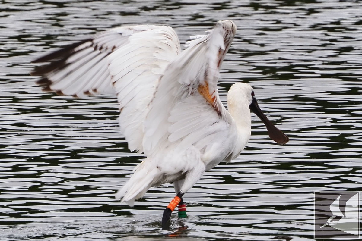 f:id:Okiyasu:20210603052532j:plain