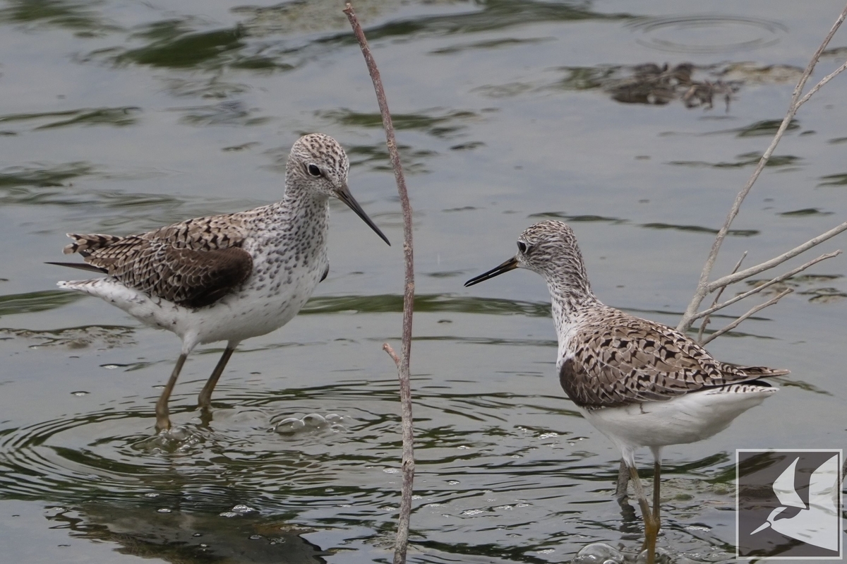 f:id:Okiyasu:20210603052653j:plain