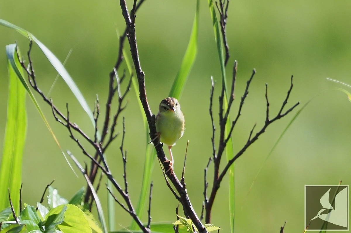 f:id:Okiyasu:20210624212854j:plain