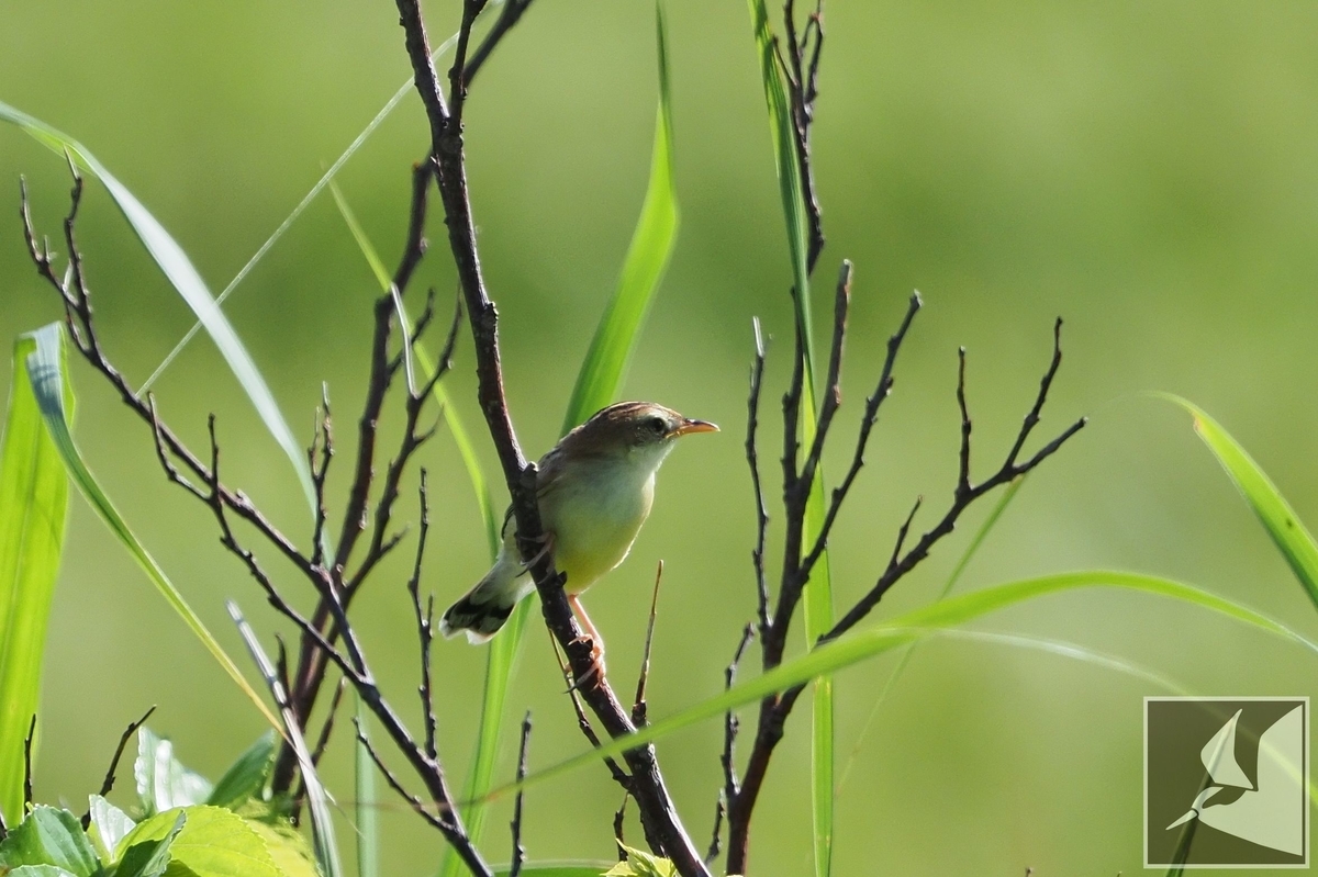 f:id:Okiyasu:20210624212935j:plain