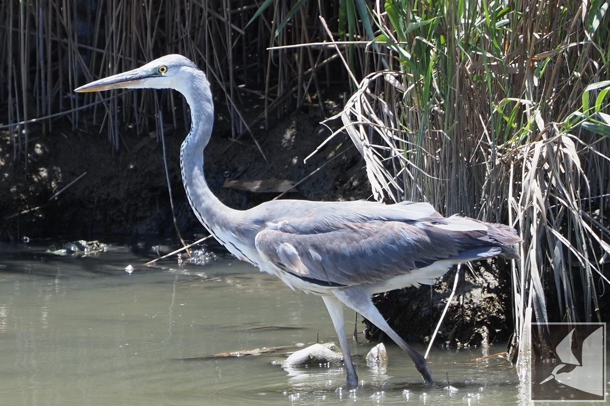 f:id:Okiyasu:20210624213955j:plain