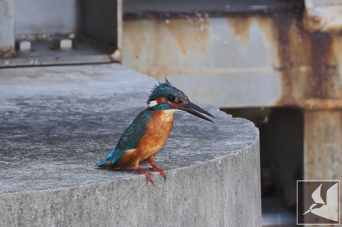 f:id:Okiyasu:20210624214803j:plain