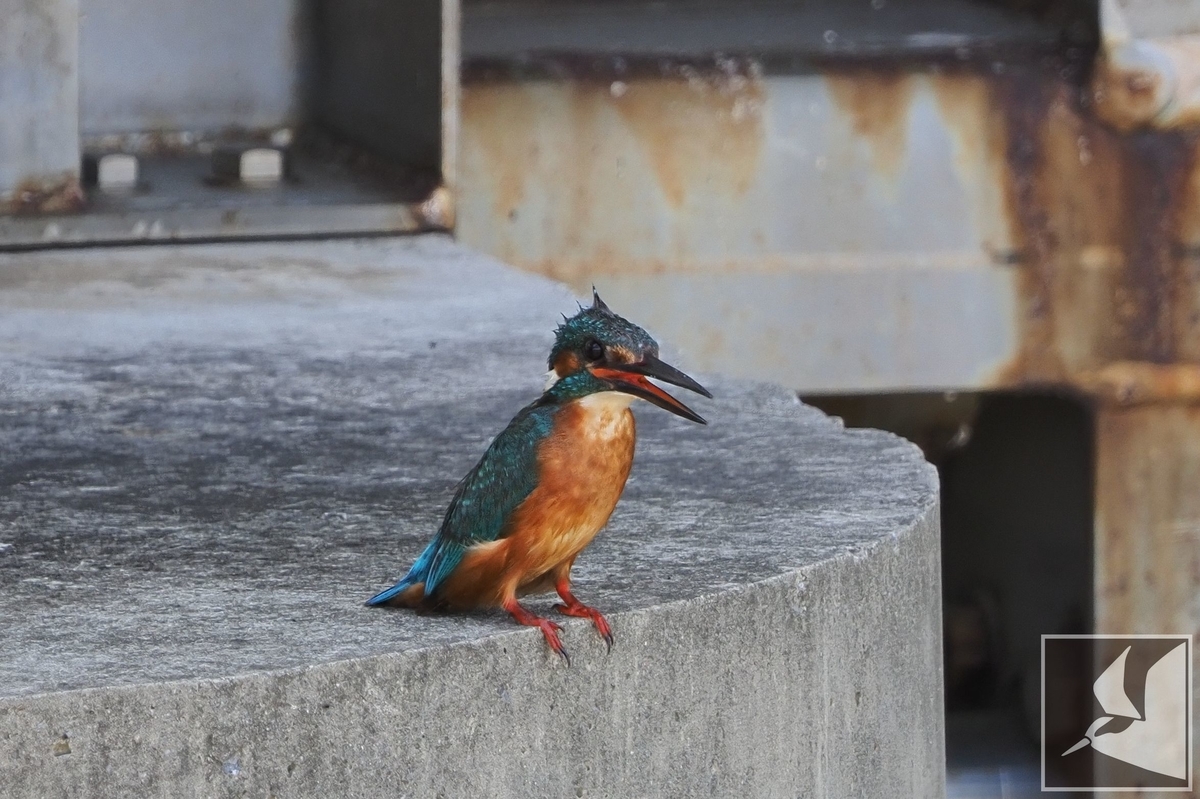 f:id:Okiyasu:20210624214810j:plain