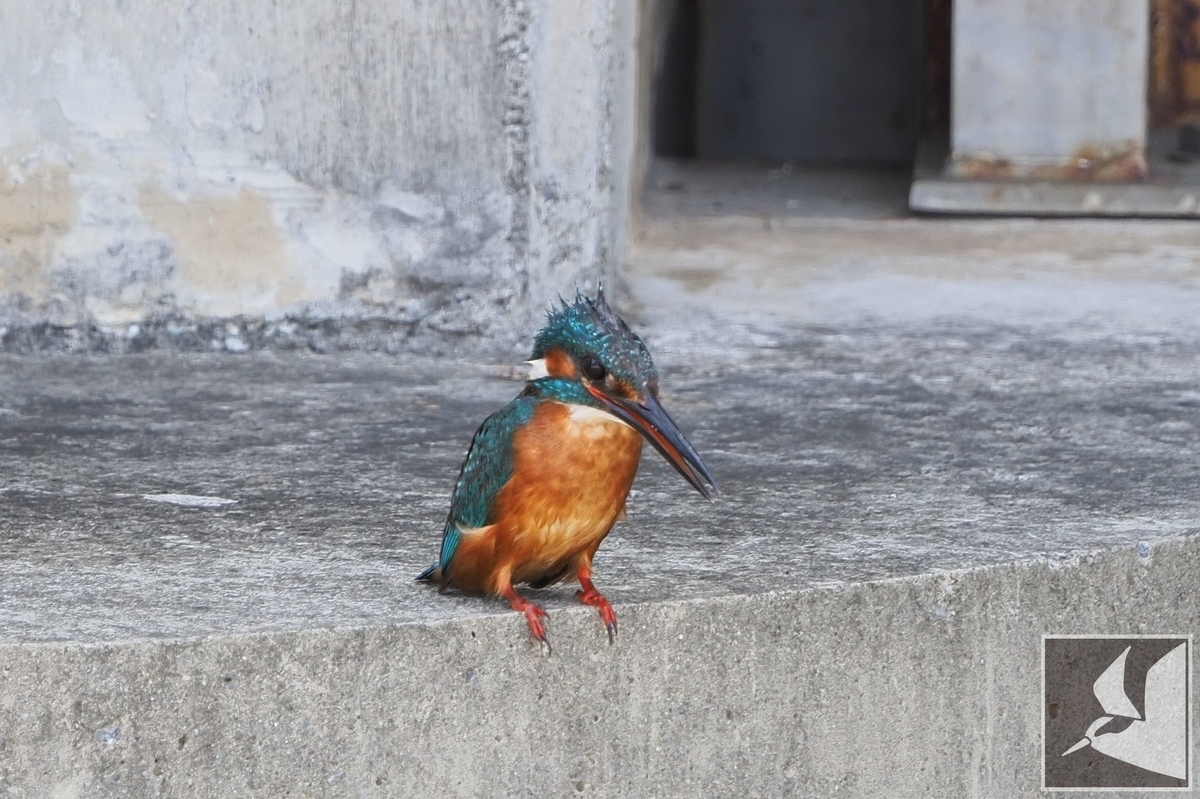 f:id:Okiyasu:20210624214856j:plain