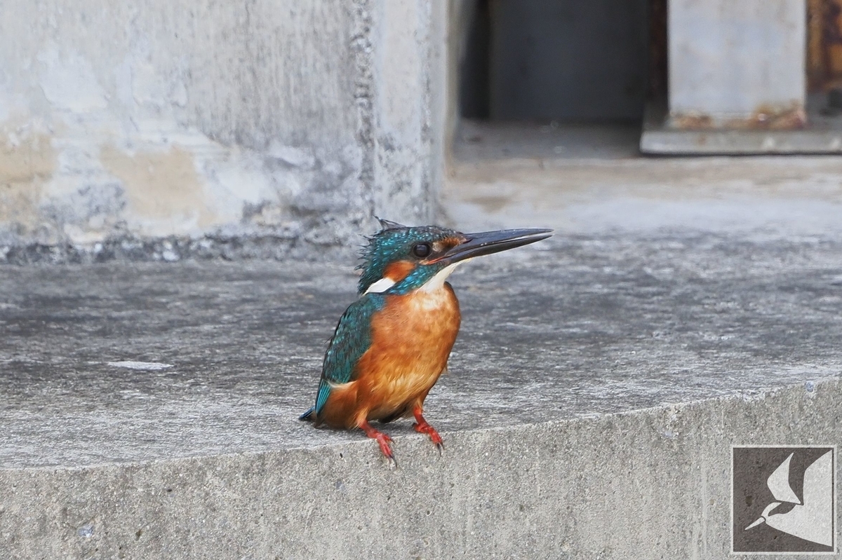 f:id:Okiyasu:20210624214902j:plain