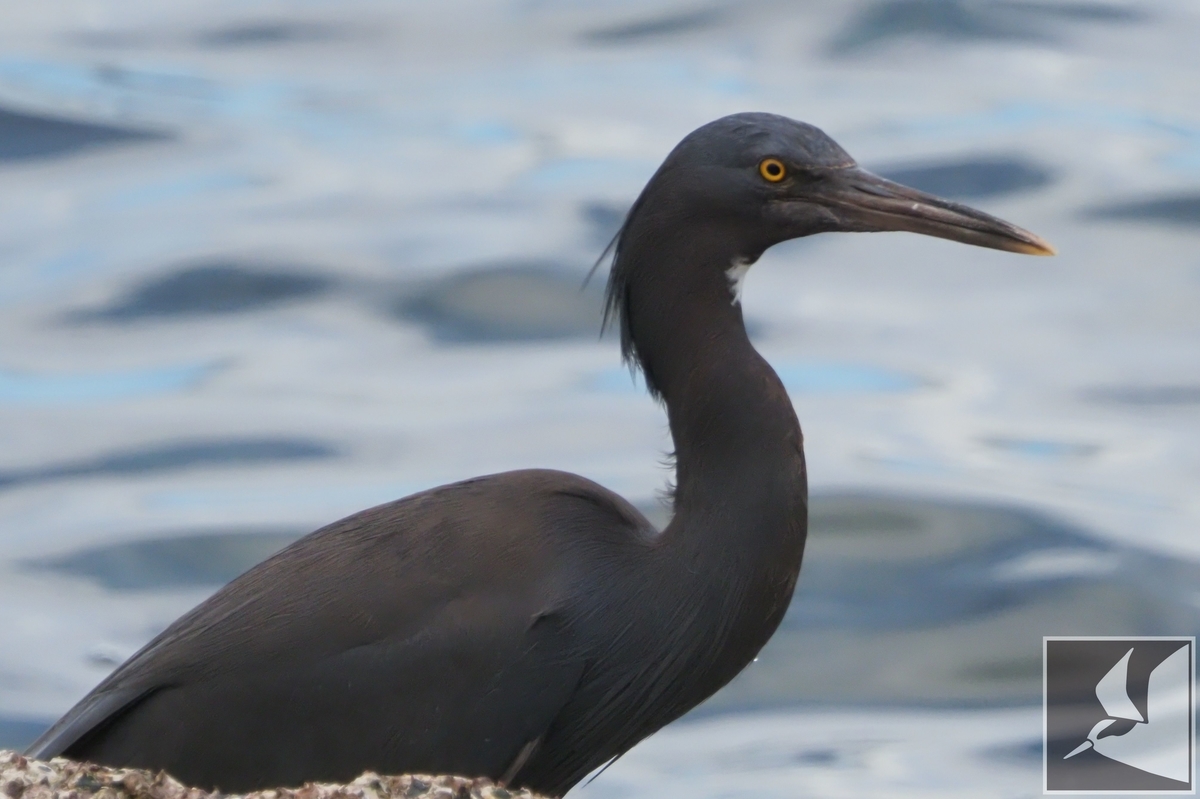 f:id:Okiyasu:20210624215001j:plain