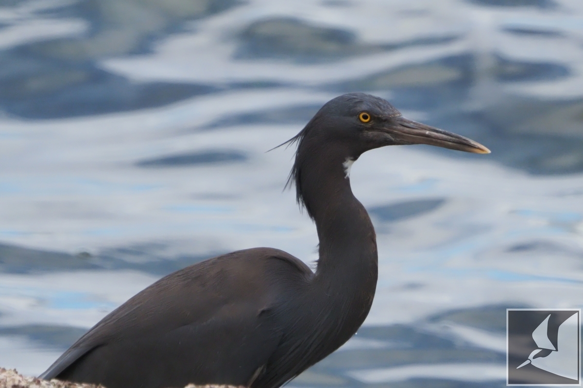 f:id:Okiyasu:20210624215014j:plain