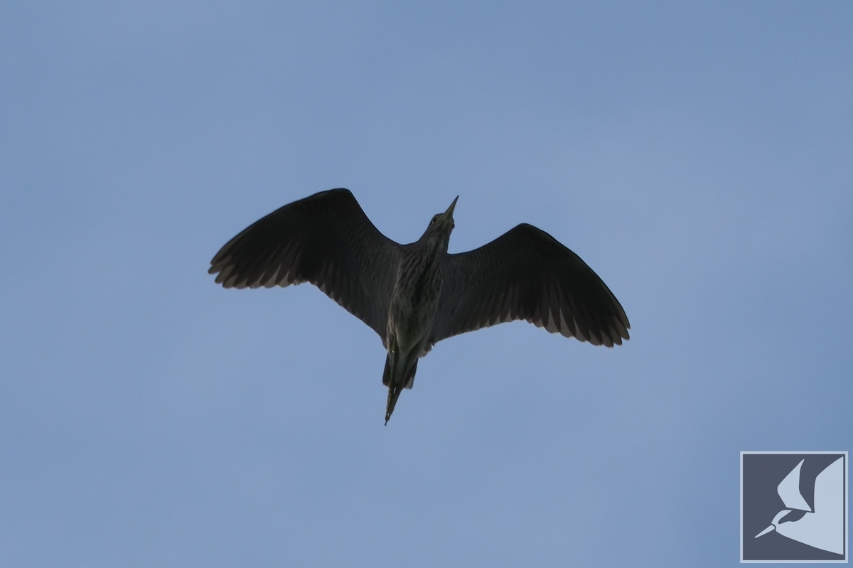 f:id:Okiyasu:20210624215117j:plain