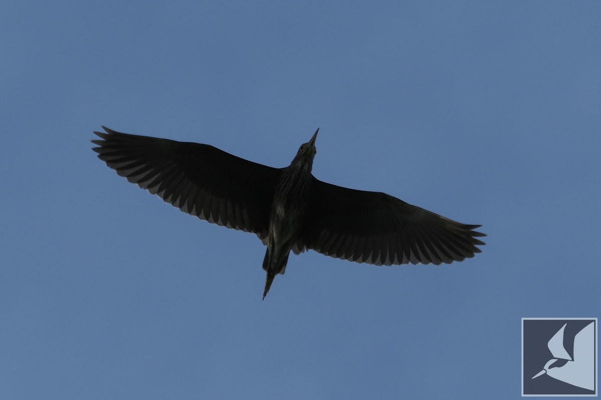 f:id:Okiyasu:20210624215124j:plain