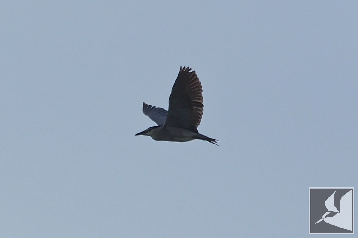 f:id:Okiyasu:20210624215528j:plain