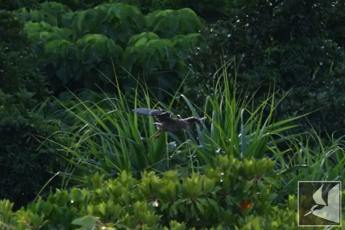 f:id:Okiyasu:20210624215759j:plain