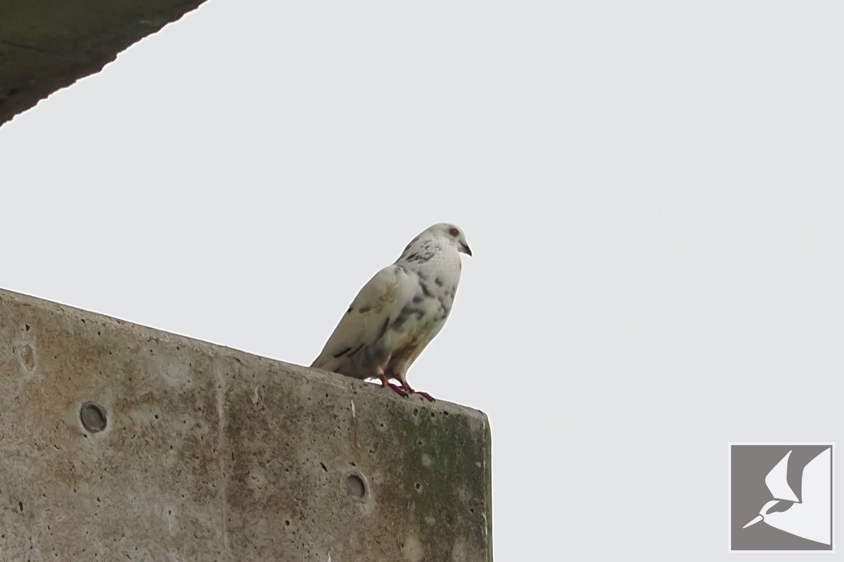 f:id:Okiyasu:20210624220007j:plain