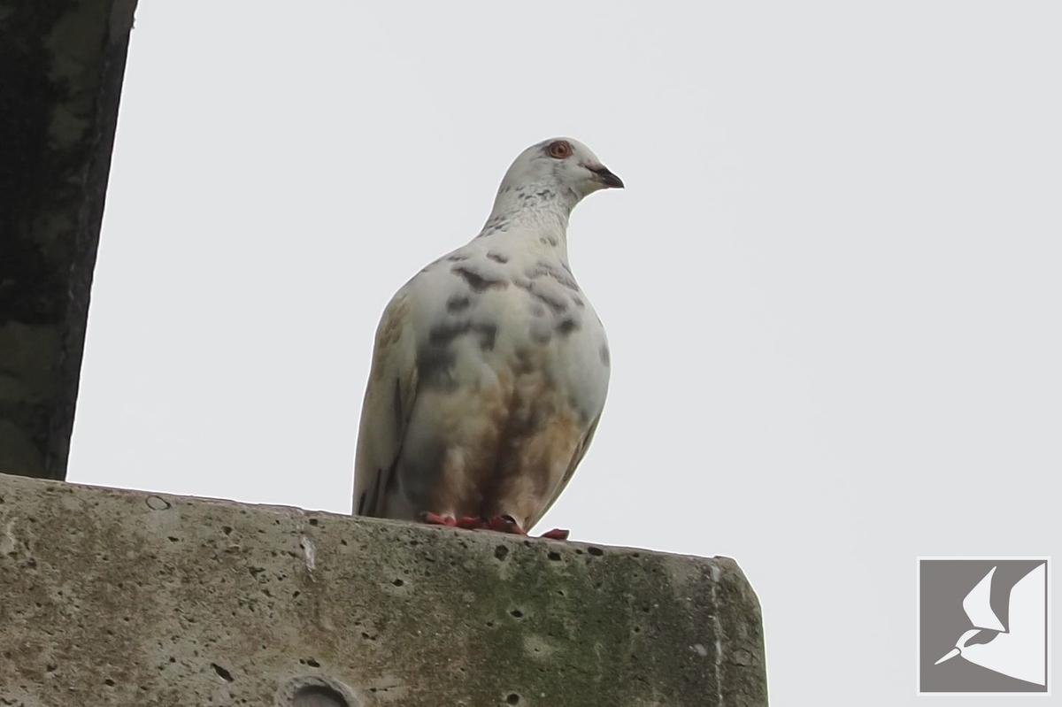 f:id:Okiyasu:20210624220143j:plain