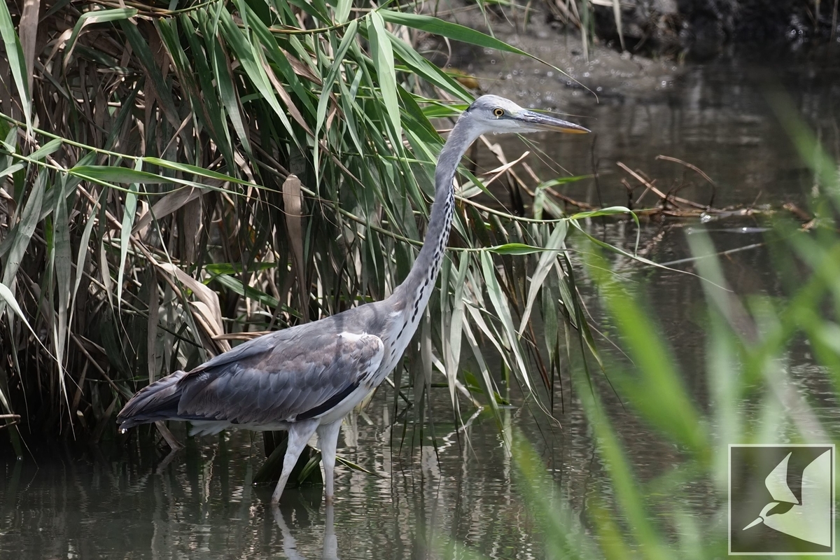 f:id:Okiyasu:20210702161958j:plain