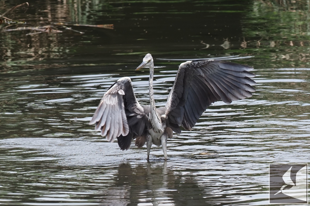 f:id:Okiyasu:20210702162058j:plain