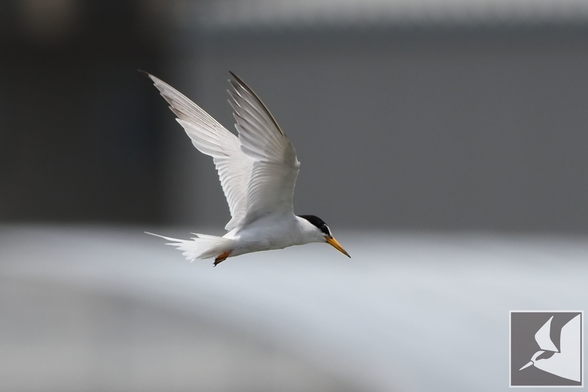 f:id:Okiyasu:20210702162647j:plain