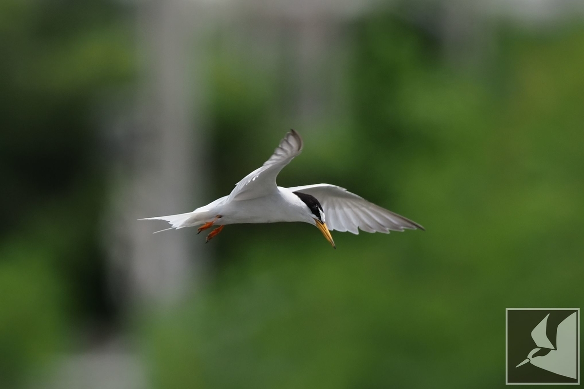 f:id:Okiyasu:20210702162651j:plain