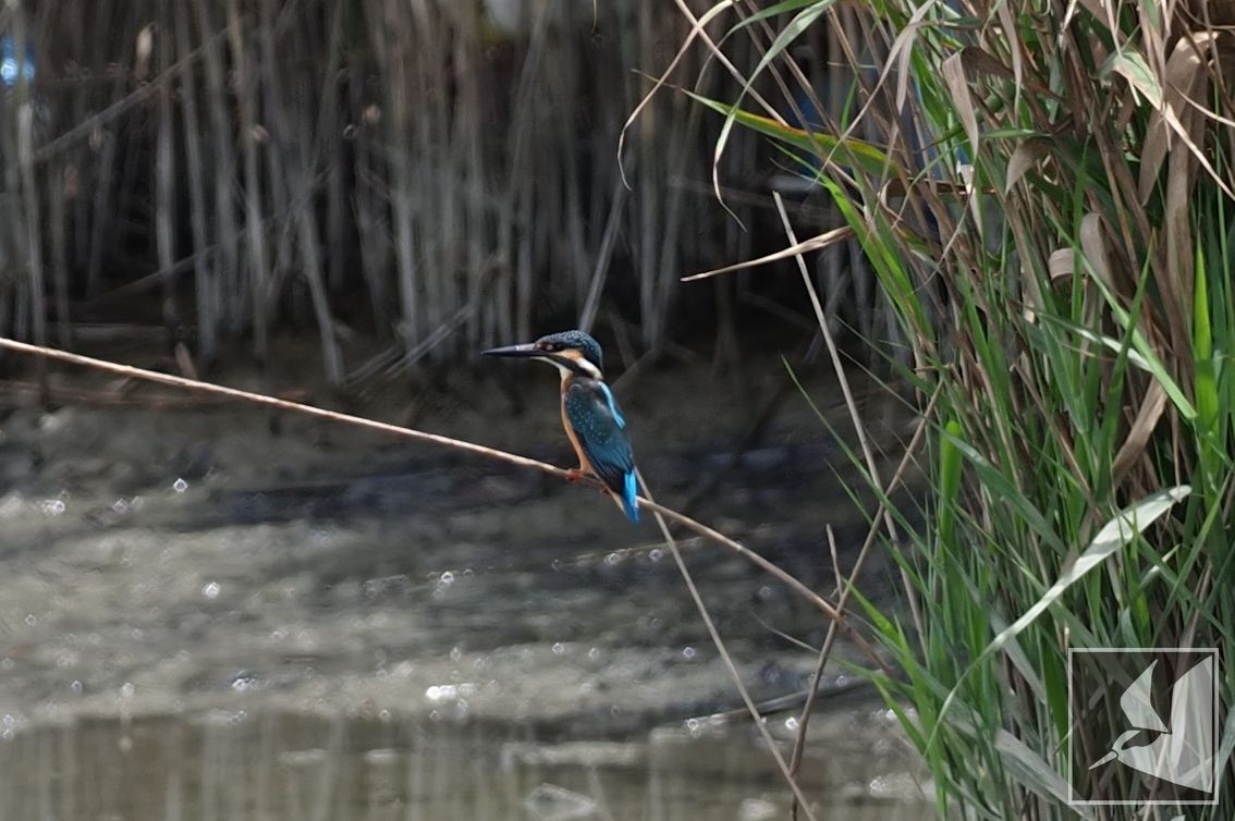 f:id:Okiyasu:20210702162911j:plain