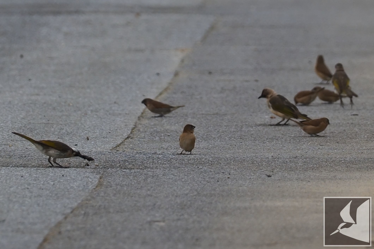 f:id:Okiyasu:20210706230545j:plain