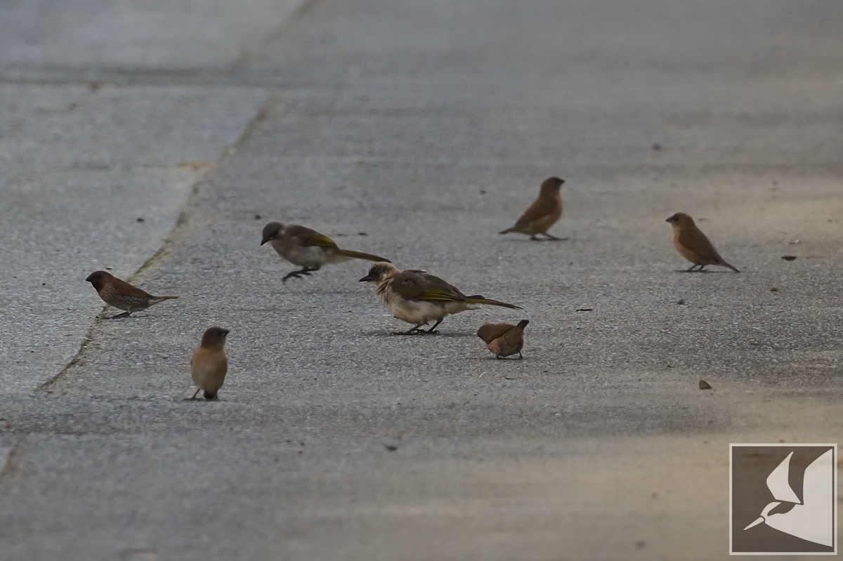 f:id:Okiyasu:20210706230556j:plain