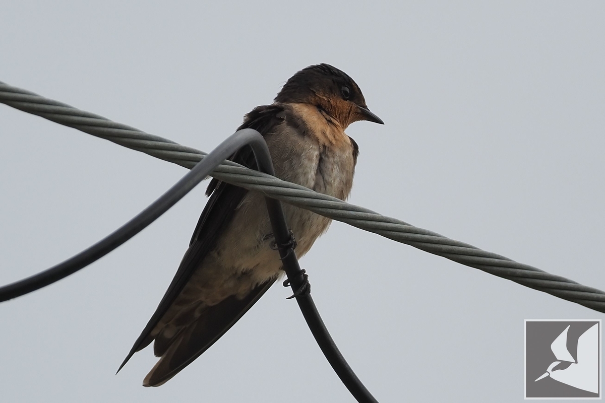 f:id:Okiyasu:20210706232432j:plain