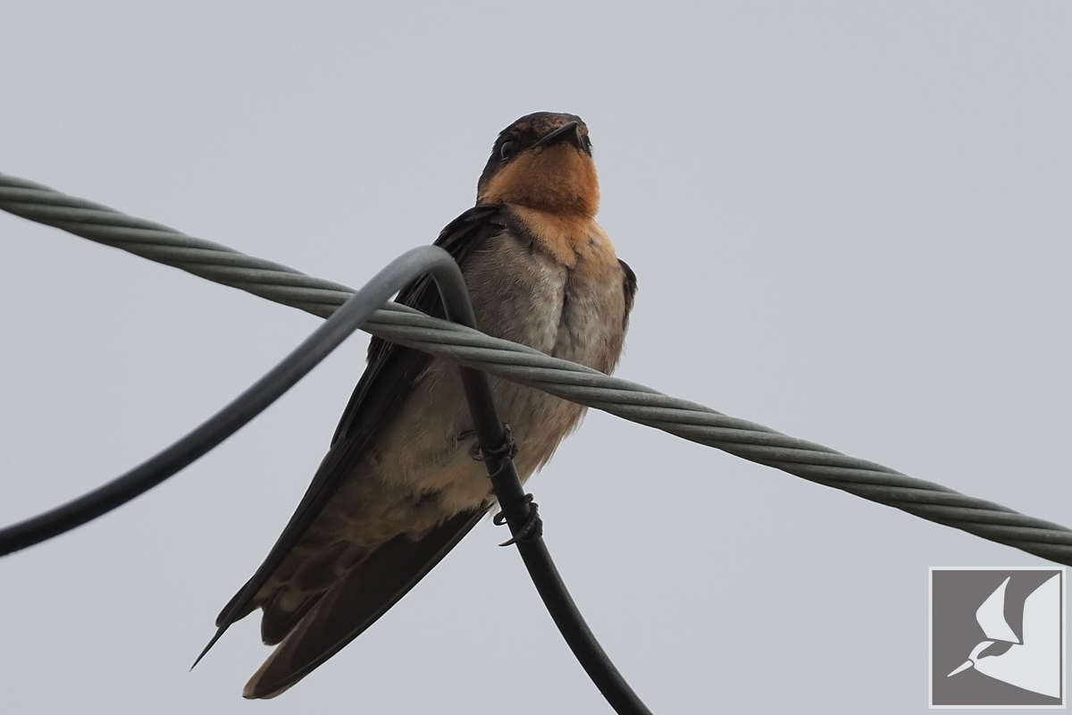 f:id:Okiyasu:20210706232439j:plain