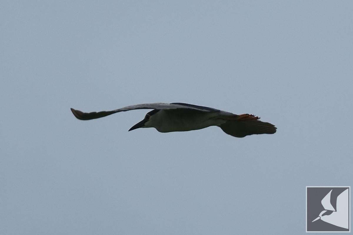 f:id:Okiyasu:20210706232900j:plain