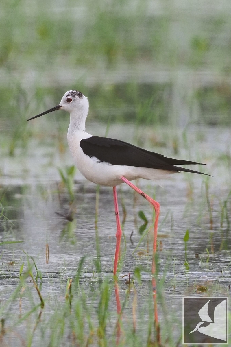 f:id:Okiyasu:20210706233620j:plain