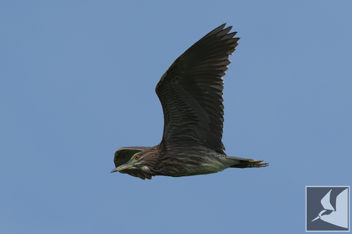 f:id:Okiyasu:20210706233810j:plain