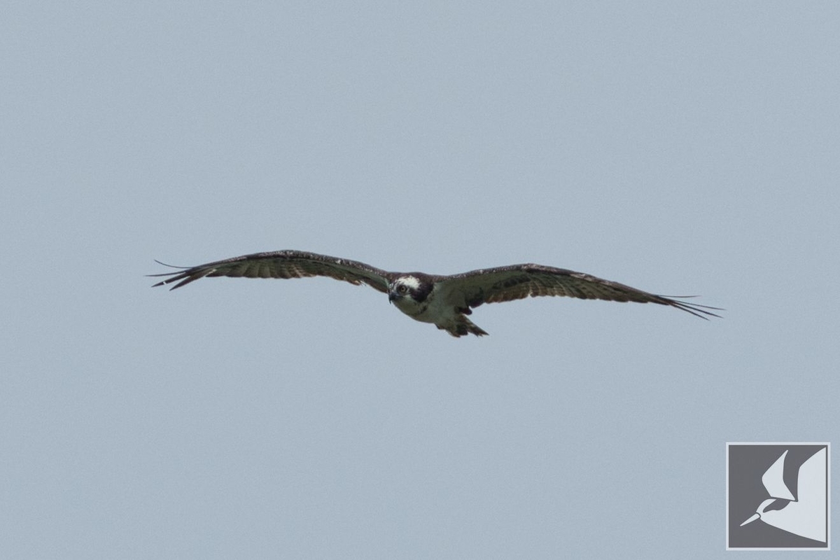 f:id:Okiyasu:20210706234044j:plain