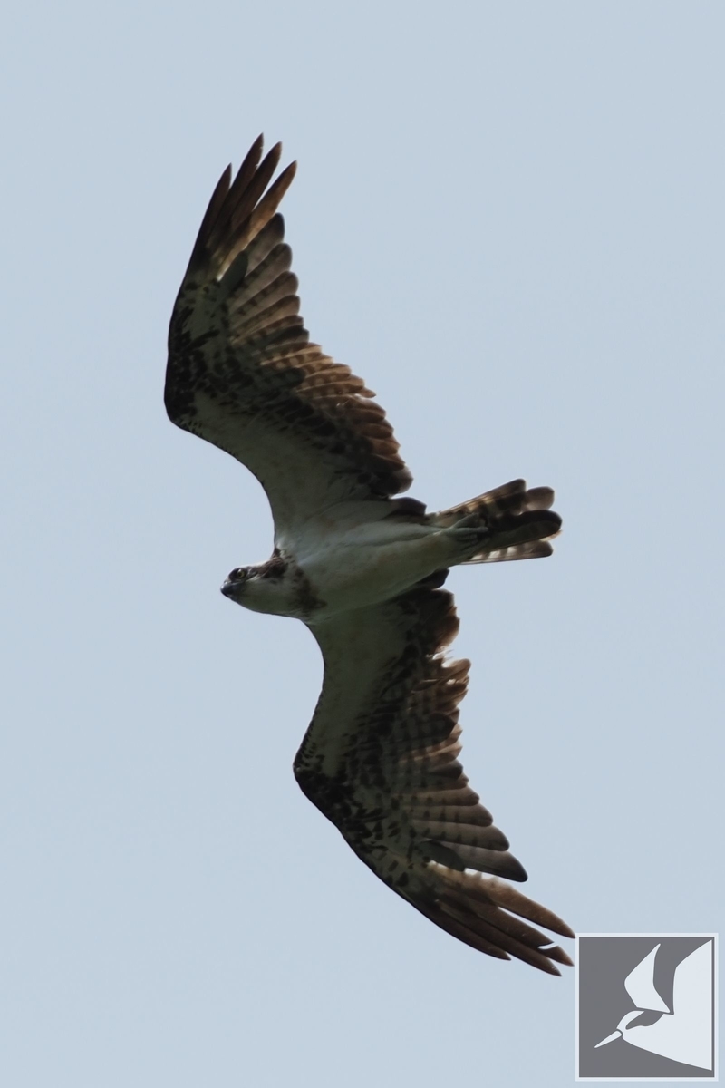 f:id:Okiyasu:20210706234048j:plain