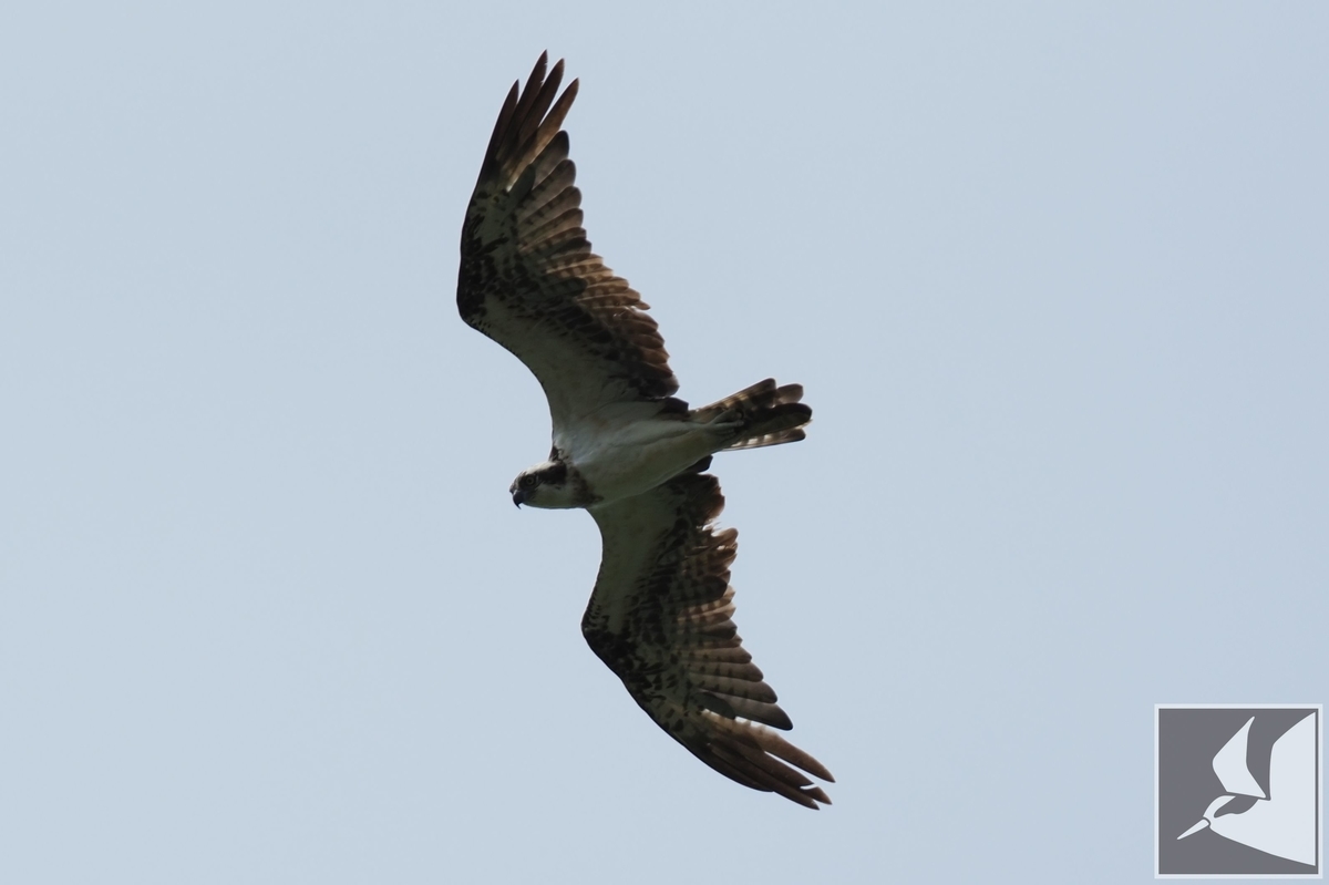 f:id:Okiyasu:20210706234132j:plain