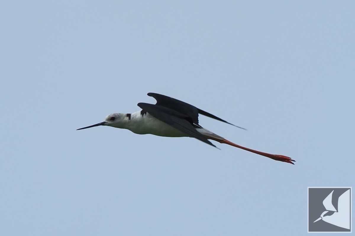 f:id:Okiyasu:20210707055032j:plain