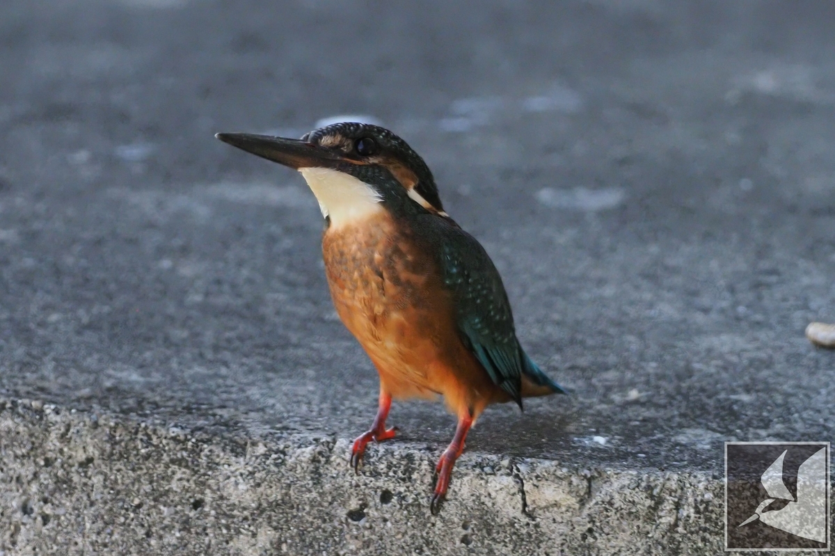 f:id:Okiyasu:20210719201612j:plain