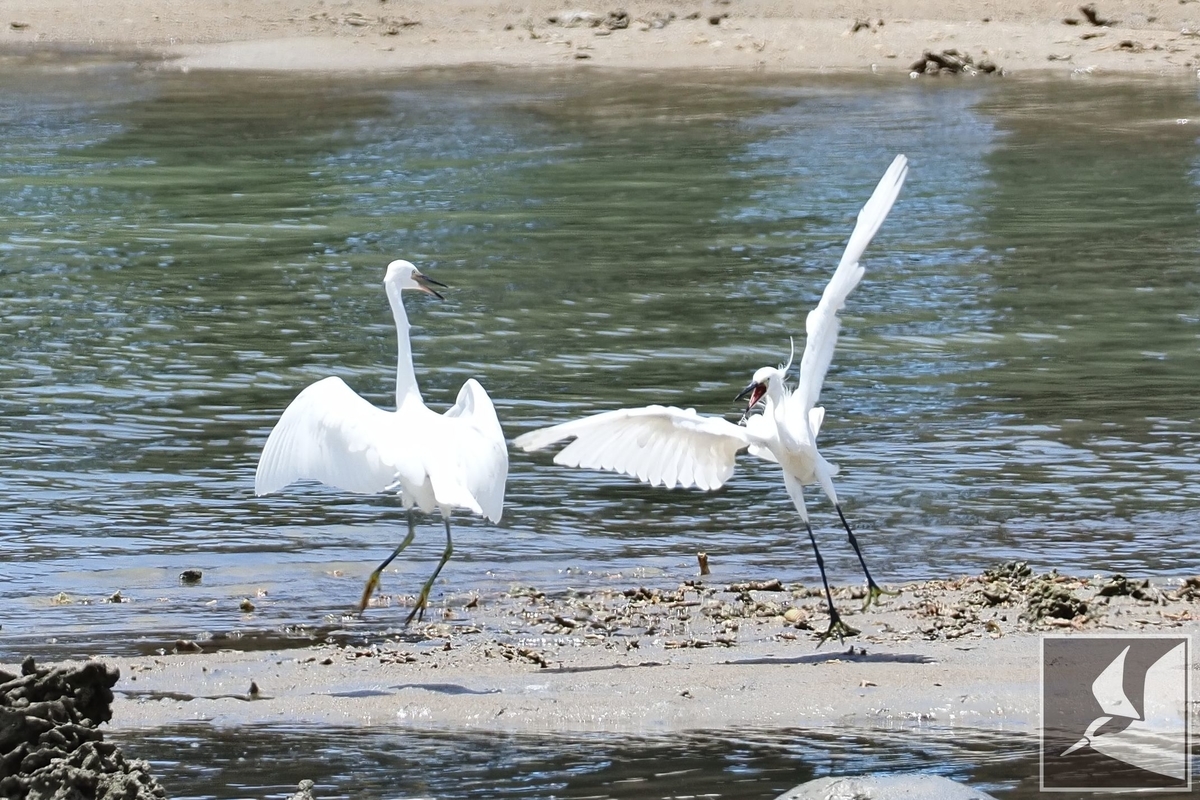 f:id:Okiyasu:20210719201743j:plain