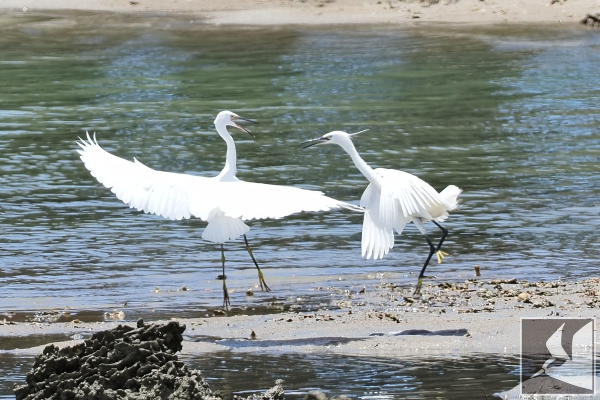 f:id:Okiyasu:20210719201749j:plain